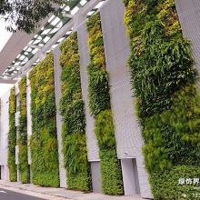 广西绿植绿墙垂直绿化价格,广西绿植绿墙垂直绿化批发价格